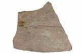 Fossil Eocrinoid (Ascocystites) - El Kaid Rami, Morocco #188610-1